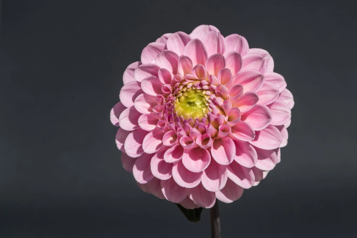 About Florium
