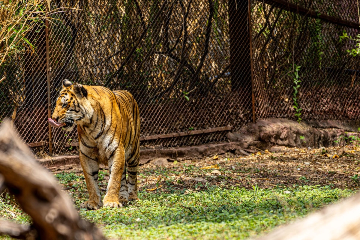 About Zoo Complex